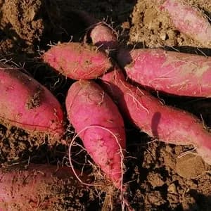 蜜あふれる べにはるか【農薬・化学肥料不使用】