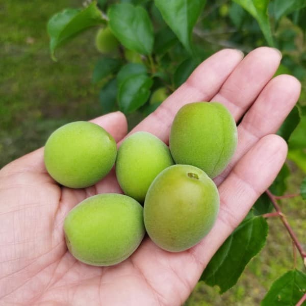 爽やかな酸味と香り　青梅【自然栽培】