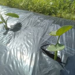 今シーズンのお野菜・柑橘販売予定