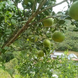 自然農園よりこんぼ　今後の販売予定