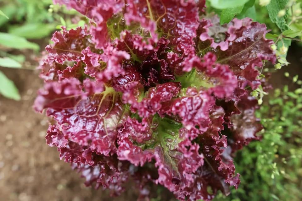 【固定種・在来種】 本当の旬をお届け！滋味溢れる野菜セット 無農薬・無化学肥料