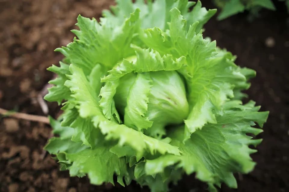 【固定種・在来種】 本当の旬をお届け！滋味溢れる野菜セット 無農薬・無化学肥料