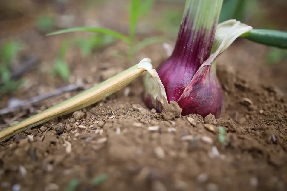 【固定種・在来種】 本当の旬をお届け！滋味溢れる野菜セット 無農薬・無化学肥料