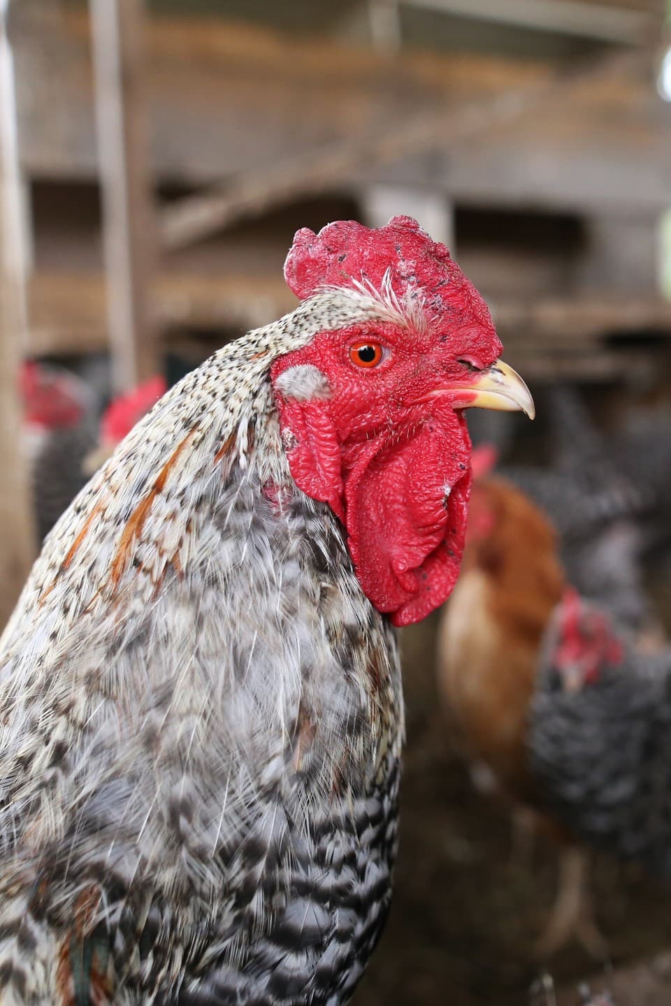 こだわりの平飼い卵