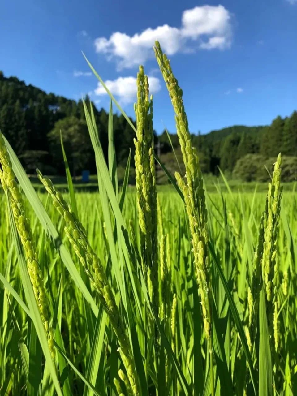 ◆自然栽培米　令和7年度産【秋日和】白米/玄米＜コシヒカリ＞無肥料・無農薬・動物性堆肥・除草剤不使用