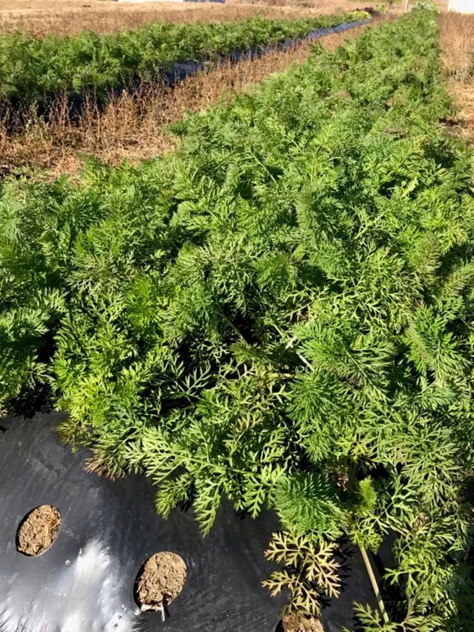 【自然栽培洗い人参】無肥料・無農薬・動物性堆肥・除草剤不使用　