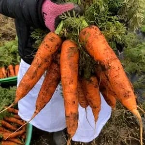 【自然栽培洗い人参】無肥料・無農薬・動物性堆肥・除草剤不使用　