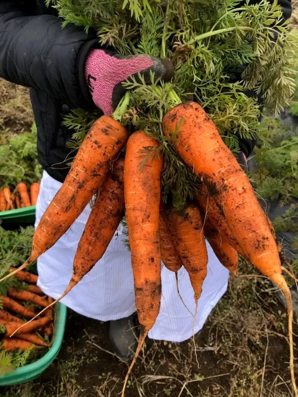 【自然栽培洗い人参】無肥料・無農薬・動物性堆肥・除草剤不使用　