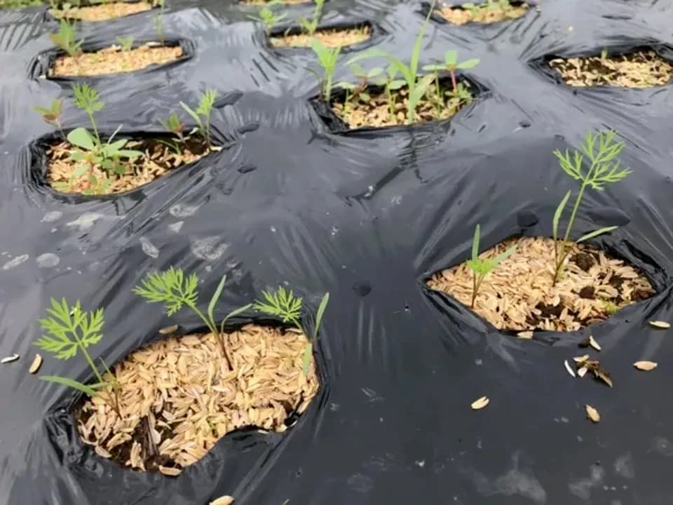【自然栽培洗い人参】無肥料・無農薬・動物性堆肥・除草剤不使用　