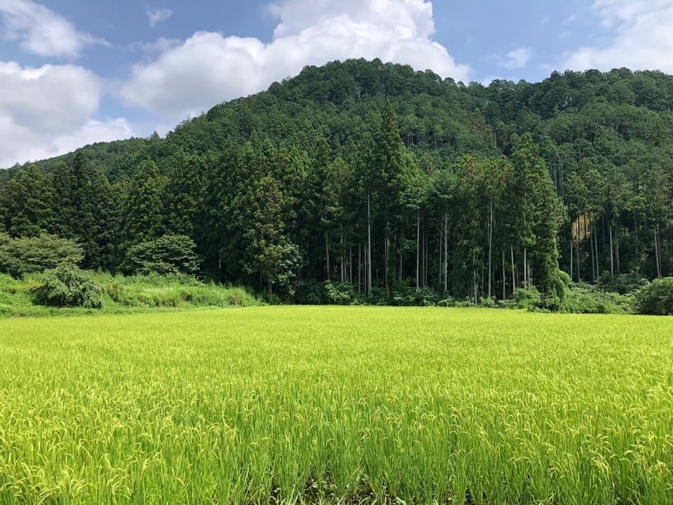 ◆自然栽培米　令和7年度産【秋日和】白米/玄米＜コシヒカリ＞無肥料・無農薬・動物性堆肥・除草剤不使用