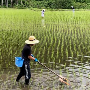 ◆自然栽培米　令和7年度産【秋日和】白米/玄米＜コシヒカリ＞無肥料・無農薬・動物性堆肥・除草剤不使用