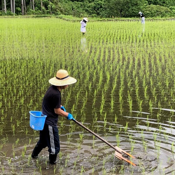 ◆自然栽培米　令和8年度産【秋日和】白米/玄米＜コシヒカリ＞無肥料・無農薬・動物性堆肥・除草剤不使用