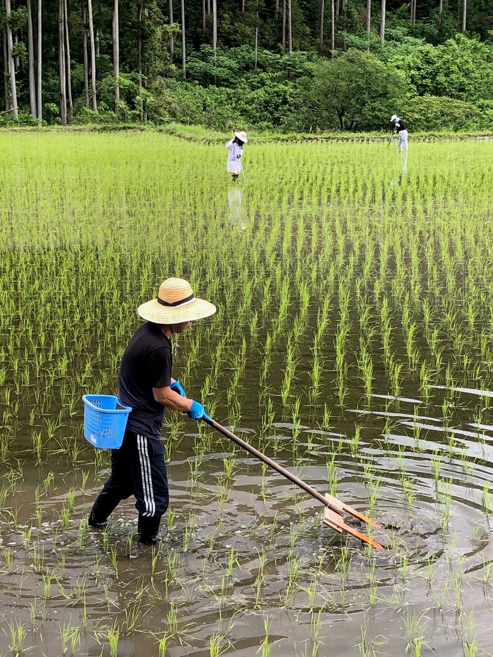 ◇自然栽培米 令和7年度産【秋日和】白米/玄米＜コシヒカリ＞無肥料
