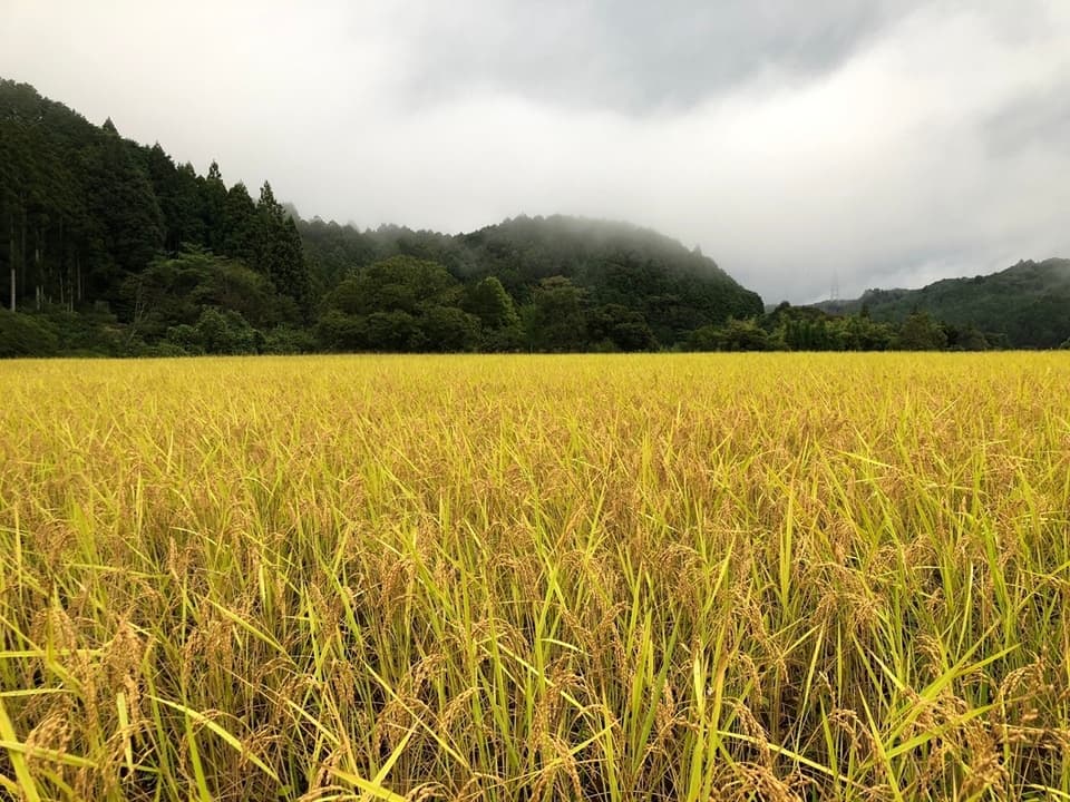 ◇自然栽培米 令和7年度産【秋日和】白米/玄米＜コシヒカリ＞無肥料