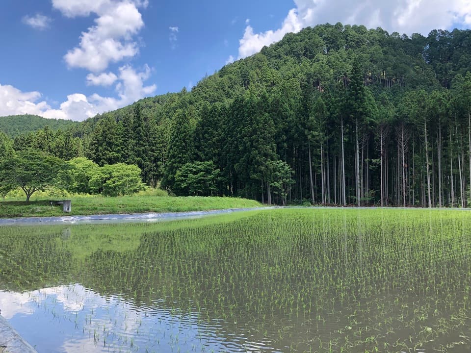 ◆自然栽培米　令和7年度産【秋日和】白米/玄米＜コシヒカリ＞無肥料・無農薬・動物性堆肥・除草剤不使用