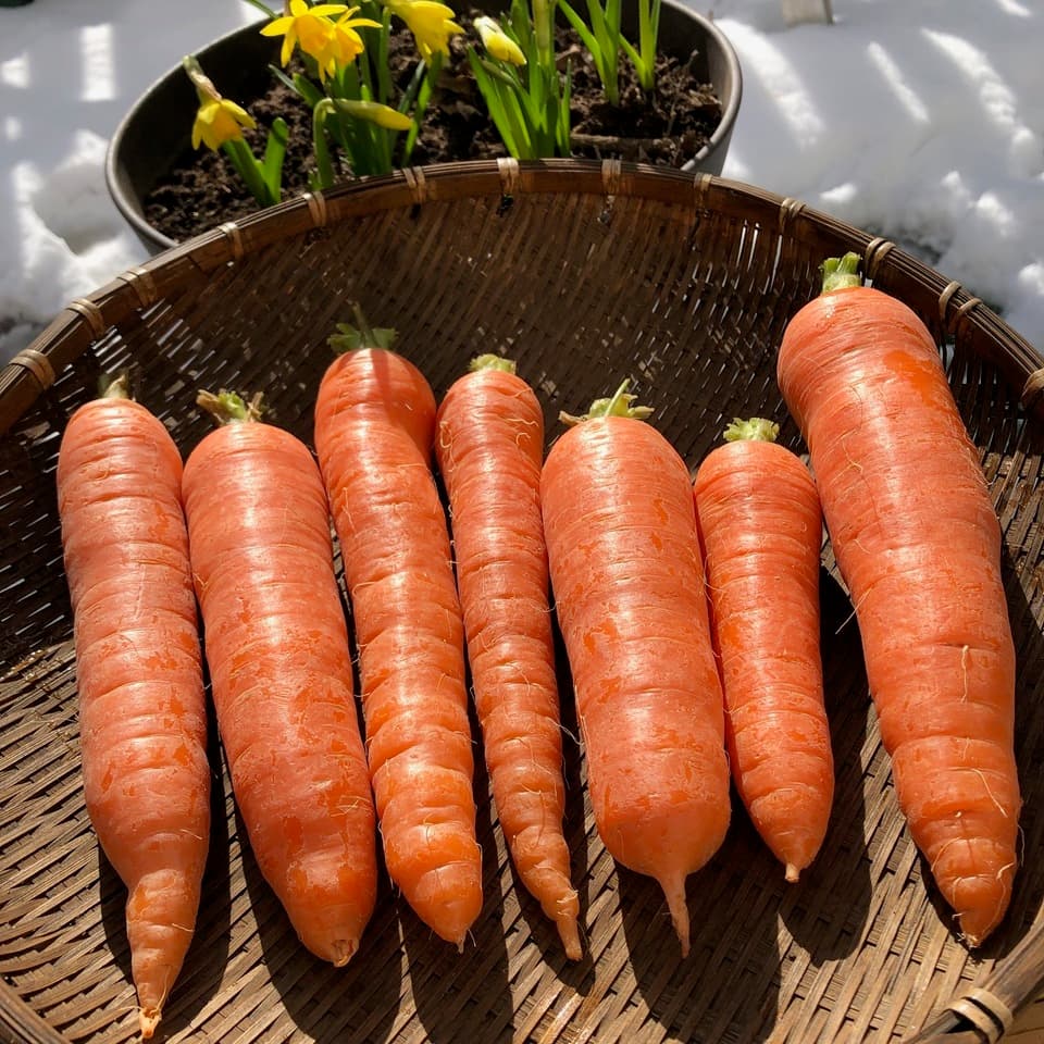 【自然栽培洗い人参】無肥料・無農薬・動物性堆肥・除草剤不使用　