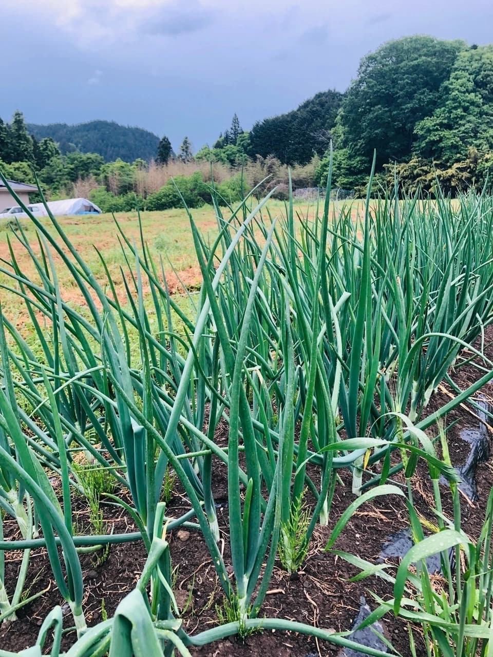 ◆自然栽培◆　固定種　赤たまねぎ　農薬・肥料・除草剤不使用