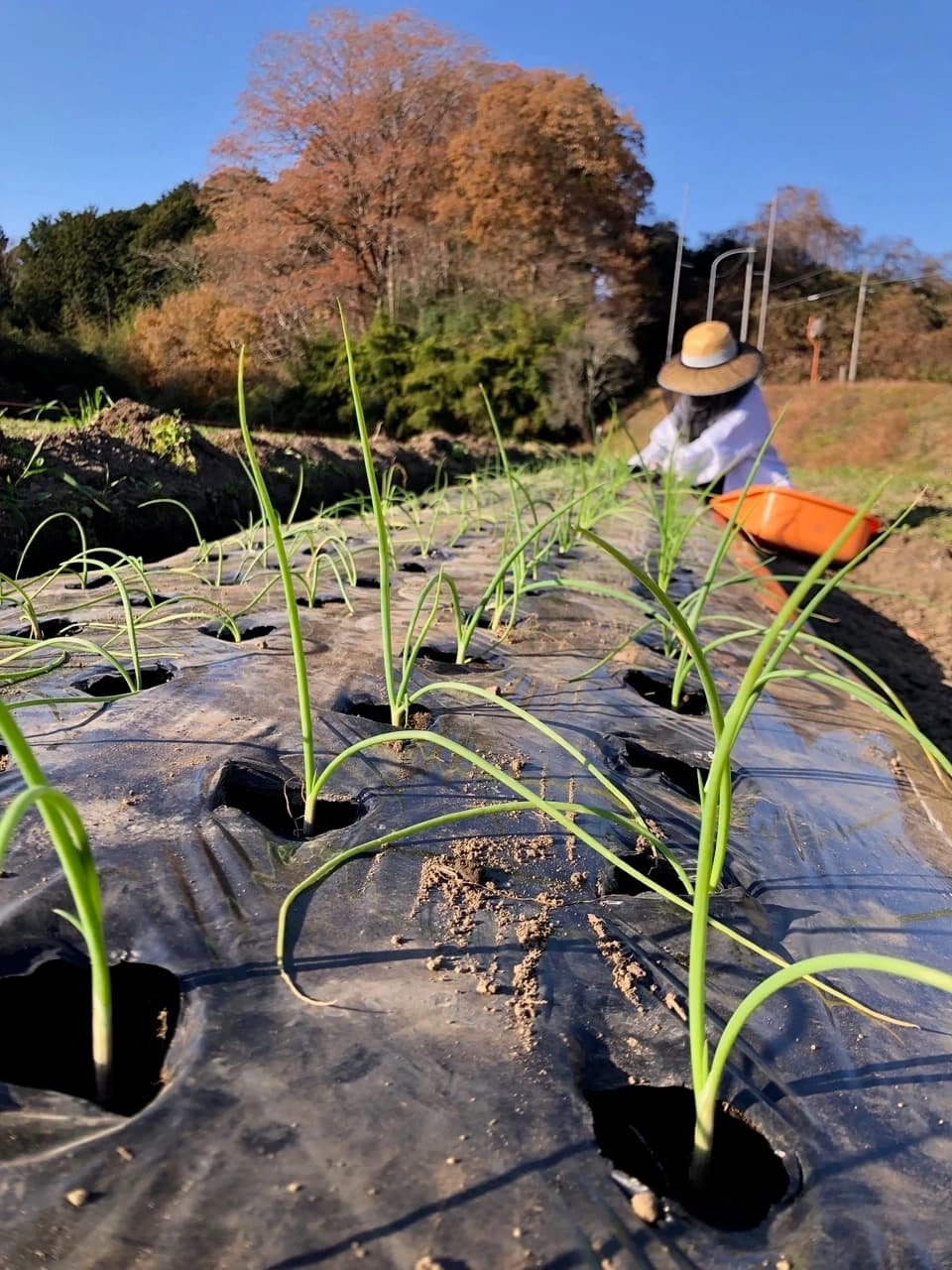 ◆自然栽培◆　固定種　赤たまねぎ　農薬・肥料・除草剤不使用