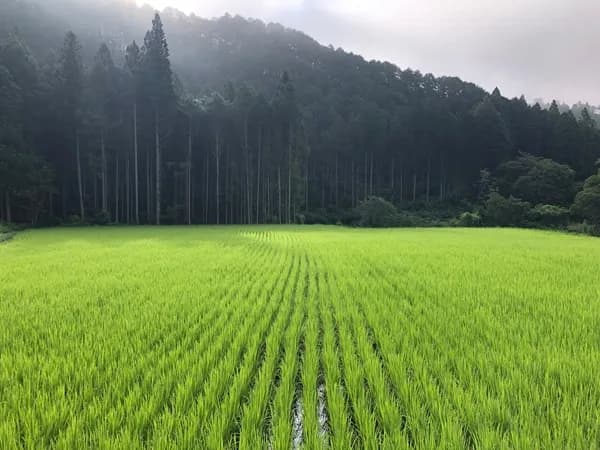 ◇自然栽培米 令和7年度産【秋日和】白米/玄米＜コシヒカリ＞無肥料