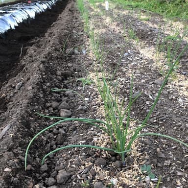 たまねぎの移植はじまります。