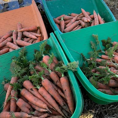 自然栽培の冬にんじん完売です。