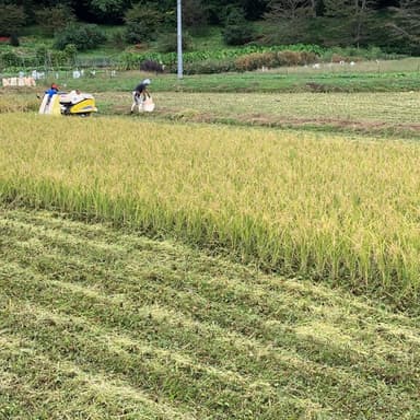 自然栽培米　秋日和の収穫