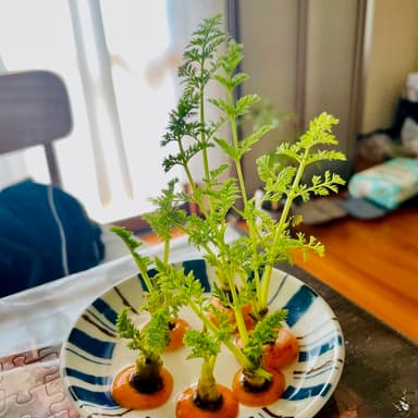 腐らない野菜