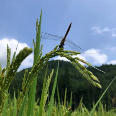 ■　今年の「秋日和」