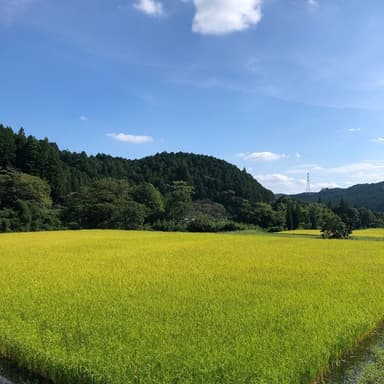 ■　自然栽培米「秋日和」の予約販売を始めます。