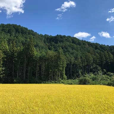 ■　まもなく収穫です。