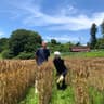 ユキノシタサボウのアイコン