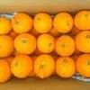 清見タンゴール（5kg箱入り）