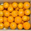 清見タンゴール（１０kg箱入り）