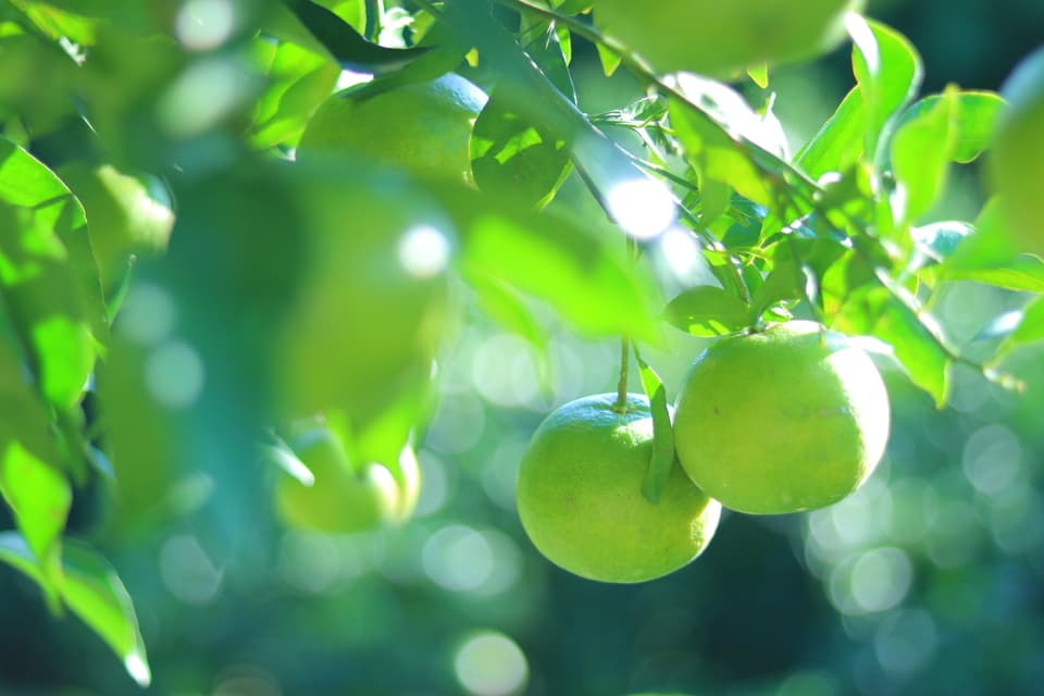 無農薬・無肥料・除草剤不使用。清見タンゴールの摘果玉。（2025年８月後半から発売）
