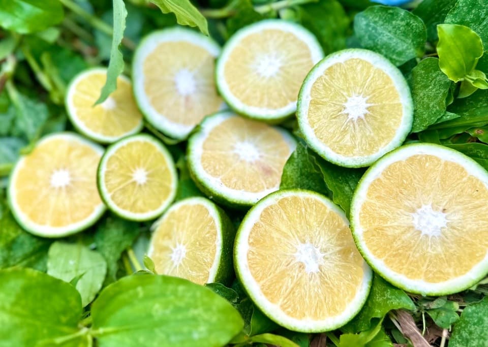 無農薬・無肥料・除草剤不使用。清見タンゴールの摘果玉。（2025年８月後半から発売）