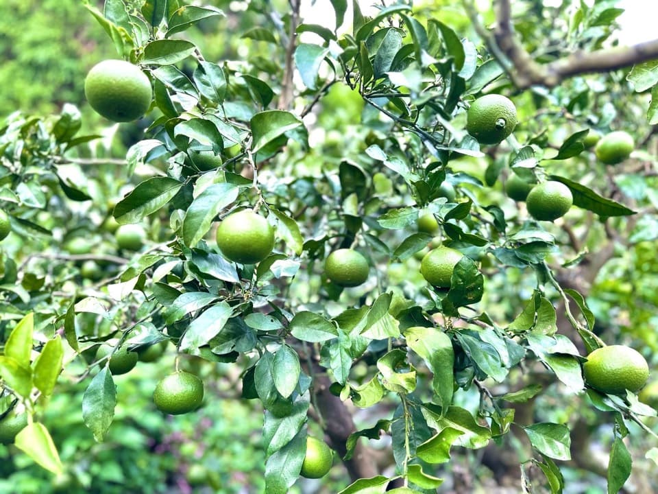無農薬・無肥料・除草剤不使用。清見タンゴールの摘果玉。（2025年８月後半から発売）