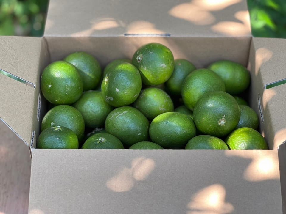 無農薬・無肥料・除草剤不使用。清見タンゴールの摘果玉。（2025年８月後半から発売）