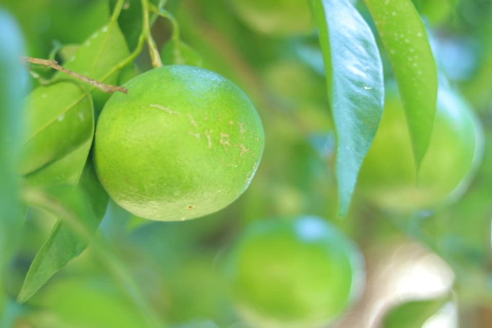 無農薬・無肥料・除草剤不使用。清見タンゴールの摘果玉。（2025年８月後半から発売）