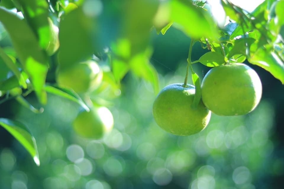 無農薬・無肥料・除草剤不使用。清見タンゴールの摘果玉。（2025年８月後半から発売）