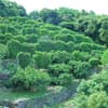 サムネイル 12