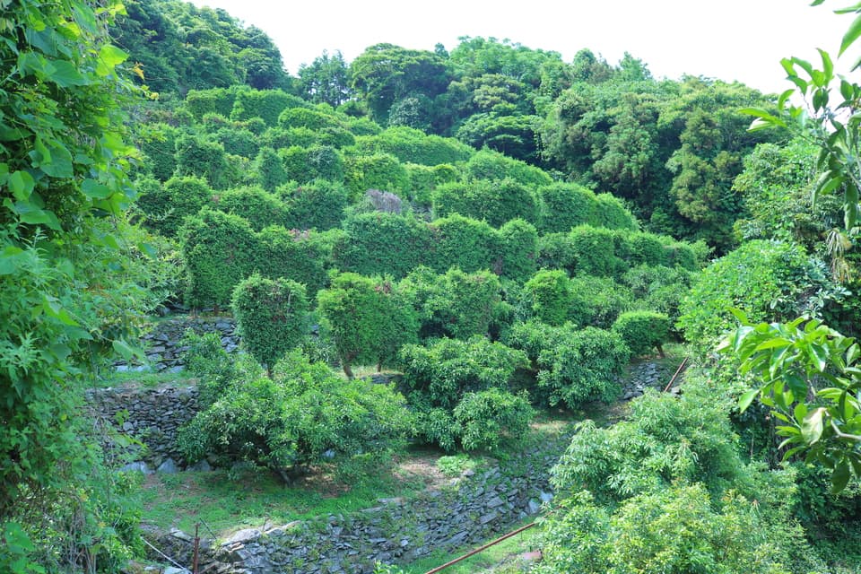 無農薬・無肥料・除草剤不使用。清見タンゴールの摘果玉。（2025年８月後半から発売）