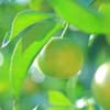 サムネイル 5