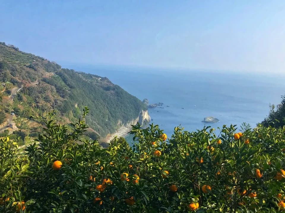数量限定！初夏の季節にぴったり♪果汁あふれる甘酸っぱくてほろ苦い♪佐田岬生まれの柑橘「サンフルーツ」愛媛県産・農薬・除草剤・肥料不使用栽培