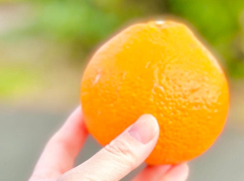 今年最後の追加販売！完熟、食べ応え抜群♪自然の恵みがたっぷりつまった「不知火」～農薬・化学肥料・除草剤不使用栽培～