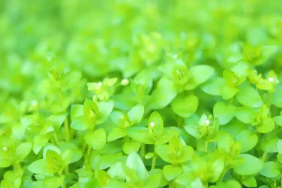 限定！木なり完熟！とろける清見♪ 甘くて果汁たっぷり！ 全国有数の清見産地・愛媛県佐田岬半島 名取で栽培。 農薬・肥料・除草剤を使わず、自然と共に育てた「リジェネラティブ」清見タンゴール。