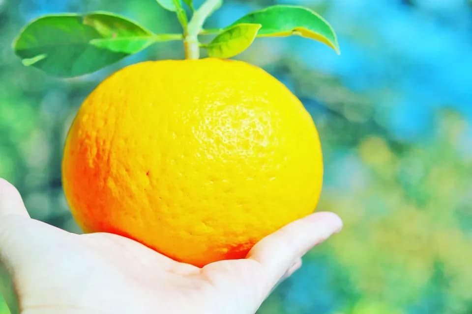 数量限定！初夏の季節にぴったり♪果汁あふれる甘酸っぱくてほろ苦い♪佐田岬生まれの柑橘「サンフルーツ」愛媛県産・農薬・除草剤・肥料不使用栽培