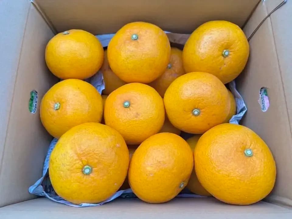 数量限定！初夏の季節にぴったり♪果汁あふれる甘酸っぱくてほろ苦い♪佐田岬生まれの柑橘「サンフルーツ」愛媛県産・農薬・除草剤・肥料不使用栽培