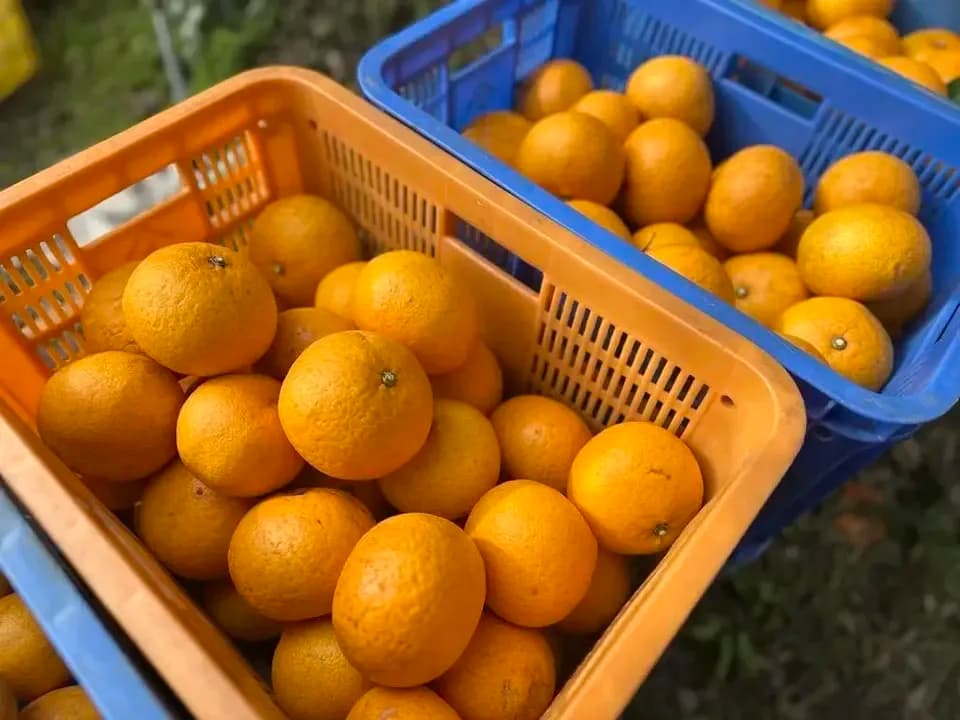 数量限定！初夏の季節にぴったり♪果汁あふれる甘酸っぱくてほろ苦い♪佐田岬生まれの柑橘「サンフルーツ」愛媛県産・農薬・除草剤・肥料不使用栽培