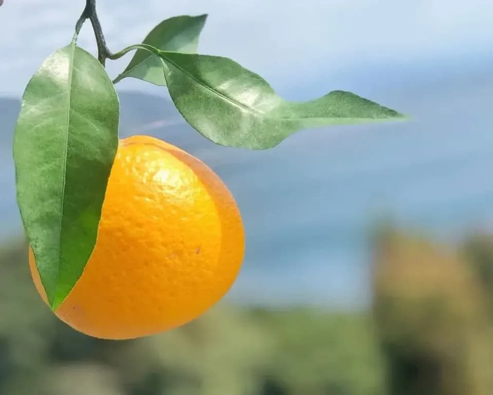 数量限定！初夏の季節にぴったり♪果汁あふれる甘酸っぱくてほろ苦い♪佐田岬生まれの柑橘「サンフルーツ」愛媛県産・農薬・除草剤・肥料不使用栽培