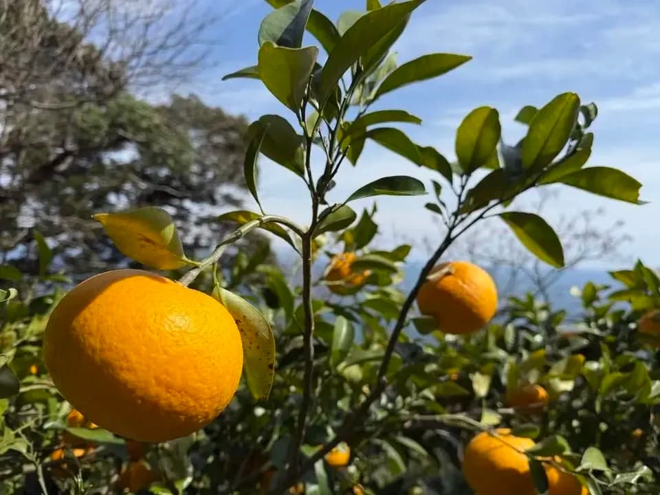 数量限定！初夏の季節にぴったり♪果汁あふれる甘酸っぱくてほろ苦い♪佐田岬生まれの柑橘「サンフルーツ」愛媛県産・農薬・除草剤・肥料不使用栽培